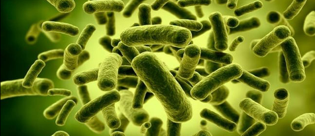 Acid lactic - Sản phẩm chính của quá trình lên men của vi khuẩn họ Lactobacillus