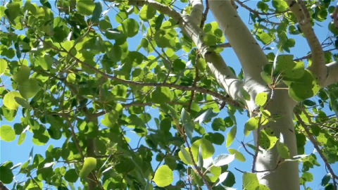 Betula Alba Juice Nước ép (nhựa cây) Bạch Dương Trắng