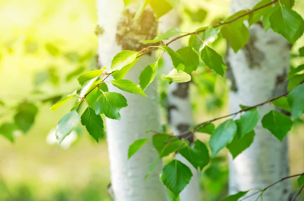 Cây bạch dương công dụng tuyệt vời trong ngành mỹ phẩm